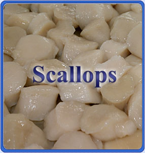 Scallop Program