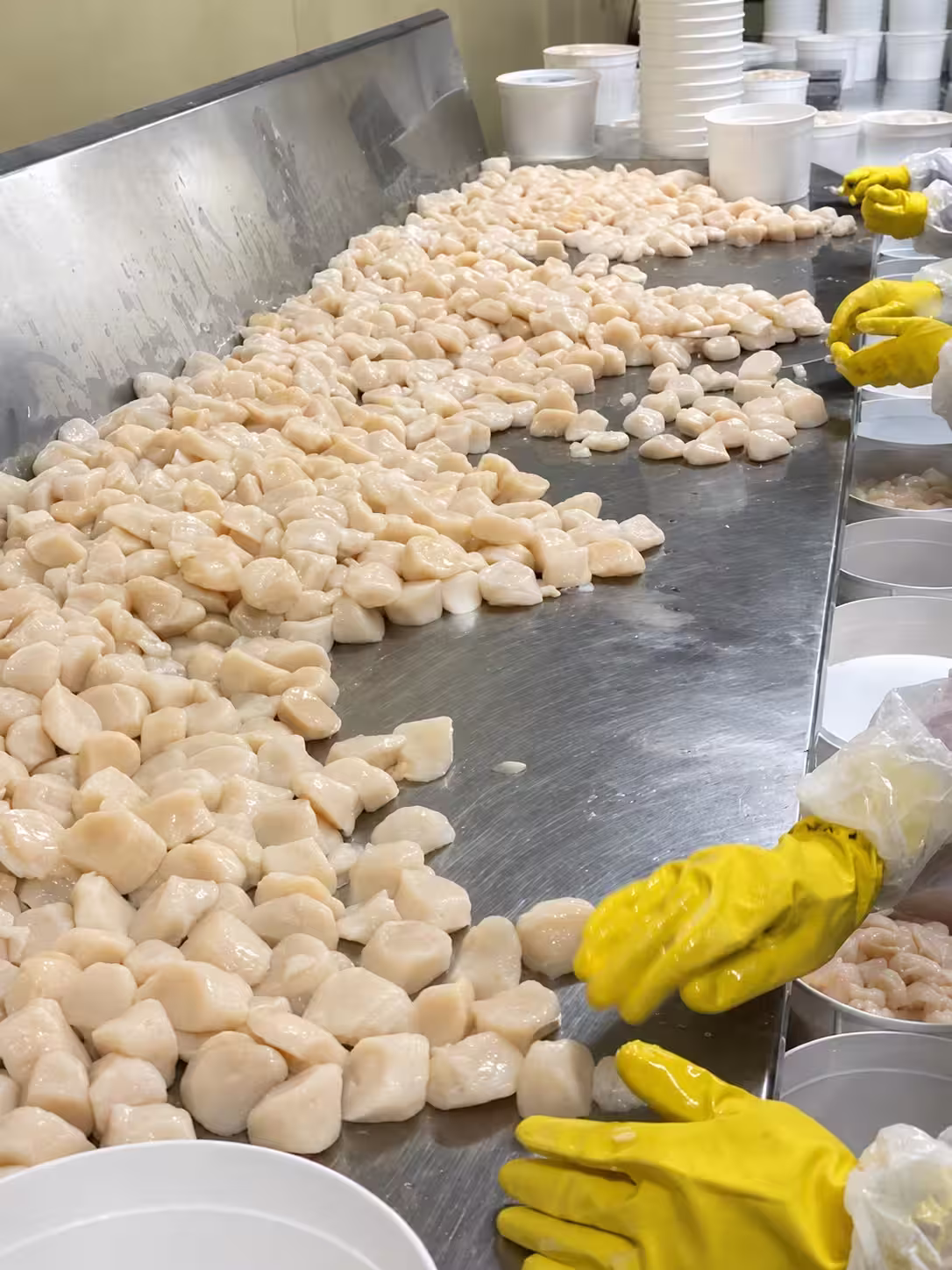 Hand-grading scallops, Tichon Seafood