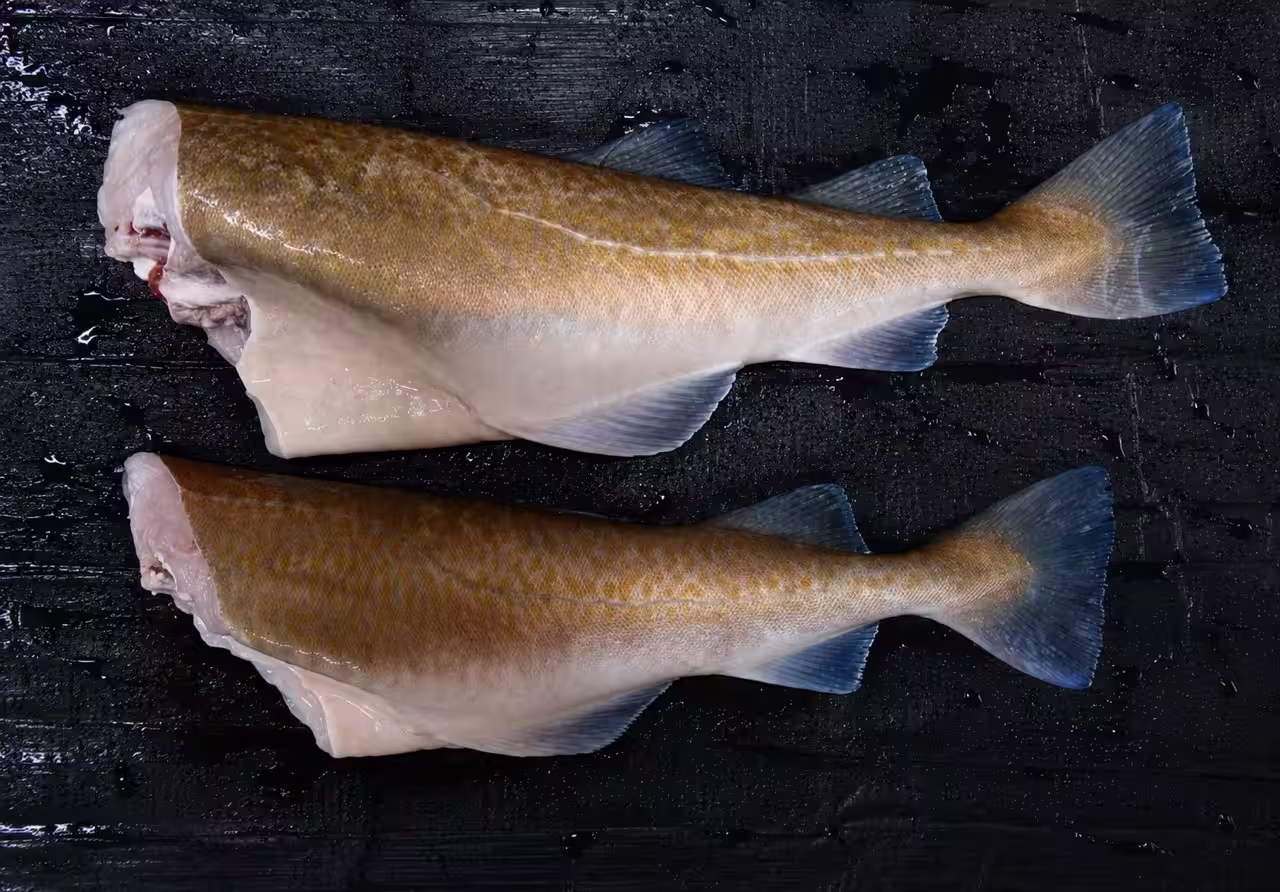 Headed Atlantic cod